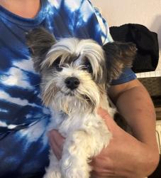 Reunited Male Dog last seen Portola, Stockton, CA 95202