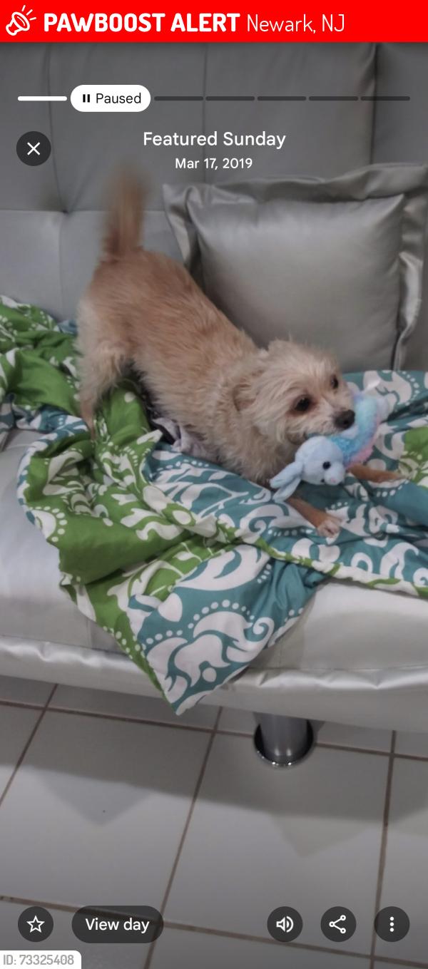 Lost Male Dog last seen Gardside strret Newark nj, Newark, NJ 07104