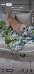 Lost Male Dog last seen Gardside strret Newark nj, Newark, NJ 07104