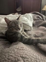 Lost Female Cat last seen Memorial Parkway Neighborhood, Katy, TX 77450
