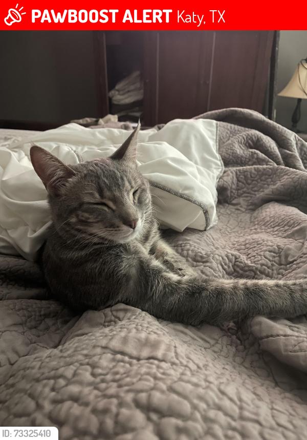 Lost Female Cat last seen Memorial Parkway Neighborhood, Katy, TX 77450