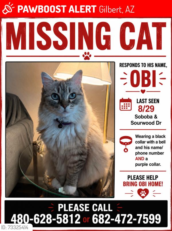 Lost Male Cat last seen Soboba & Ocotillo, Gilbert, AZ 85298