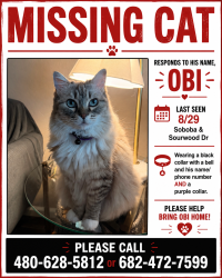 Lost Male Cat last seen Soboba & Ocotillo, Gilbert, AZ 85298