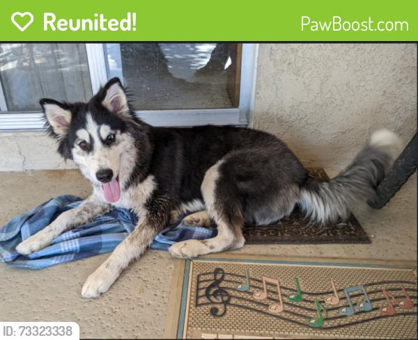 Reunited Female Dog last seen Seneca and Choco. Behind the golf course., Apple Valley, CA 92307