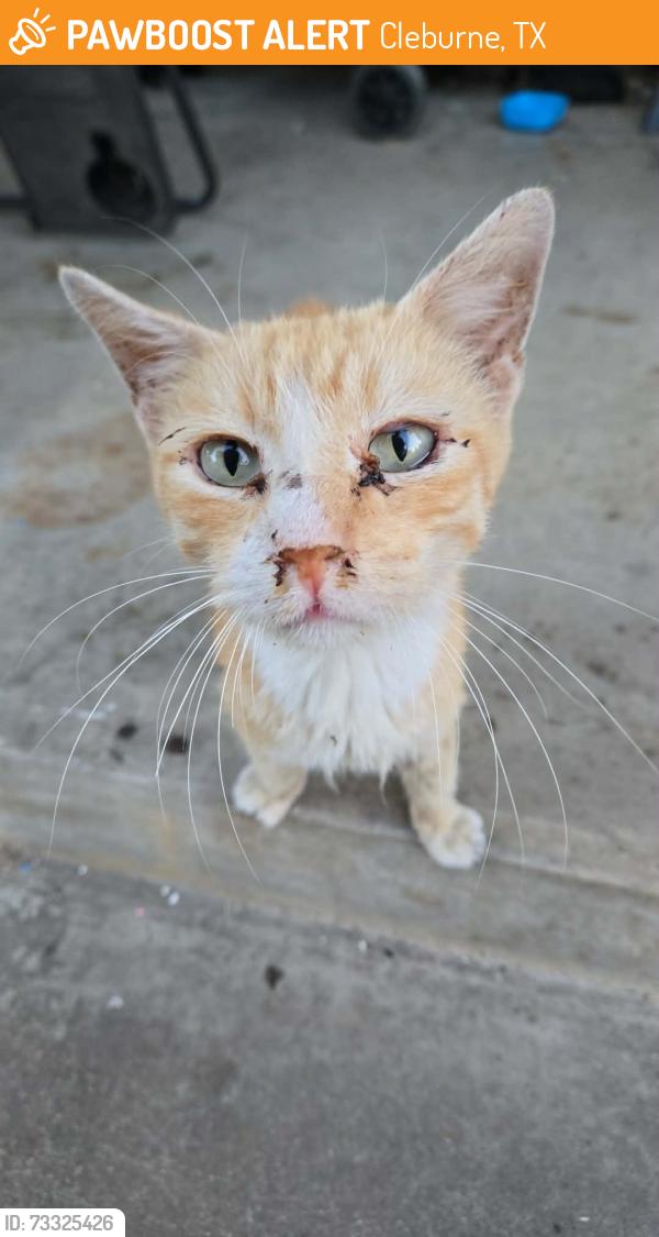 Found/Stray Male Cat last seen Near huron st cleburne tx 76031, Cleburne, TX 76031