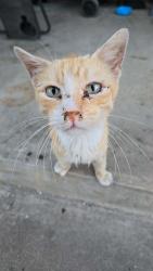 Found/Stray Male Cat last seen Near huron st cleburne tx 76031, Cleburne, TX 76031