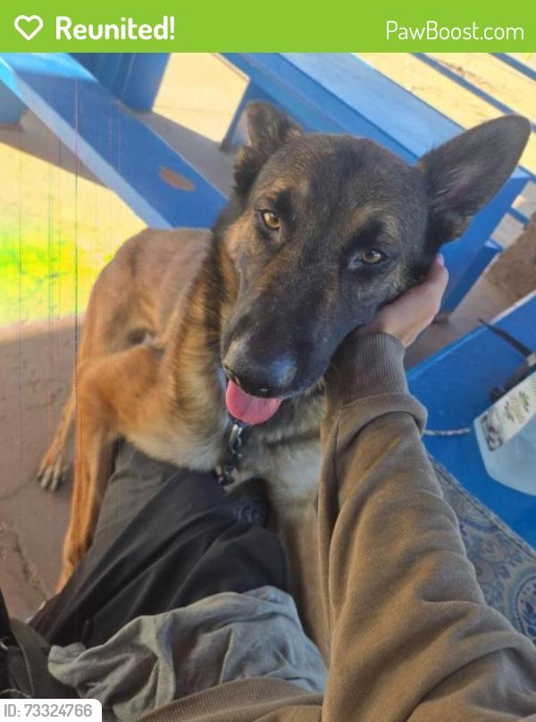 Reunited Male Dog last seen Escalate between Kolb and Pantano, Tucson, AZ 85730