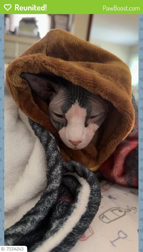 Reunited Female Cat last seen Kirchoff rd, Rolling Meadows, IL 60008