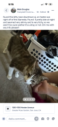 Lost Male Cat last seen Hester and alameda magnolia apmts, San Jose, CA 95126