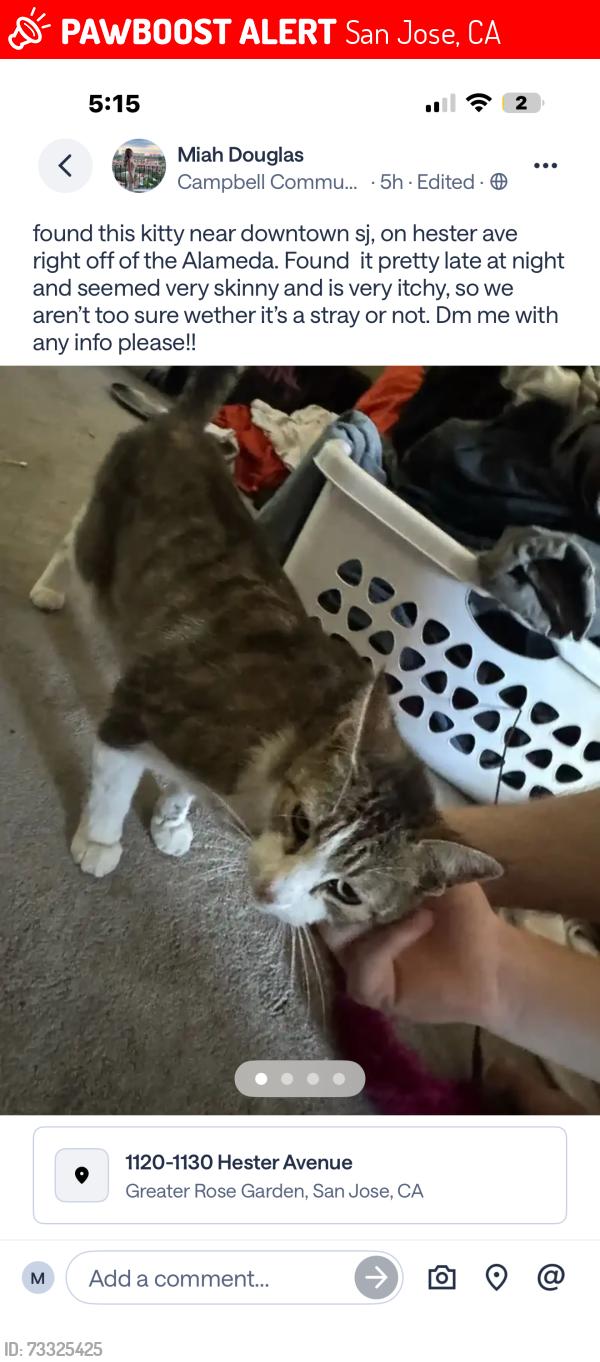 Lost Male Cat last seen Hester and alameda magnolia apmts, San Jose, CA 95126