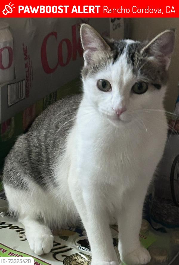 Lost Female Cat last seen Pericles Dr, Rancho Cordova, CA 95742