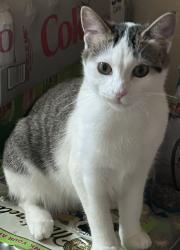 Lost Female Cat last seen Pericles Dr, Rancho Cordova, CA 95742