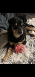 Lost Male Dog last seen Ladera, Lakewood, Albuquerque, NM 87120