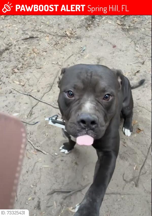 Lost Male Dog last seen Near Linden Dr Spring Hill, FL 34609 United States, Spring Hill, FL 34609