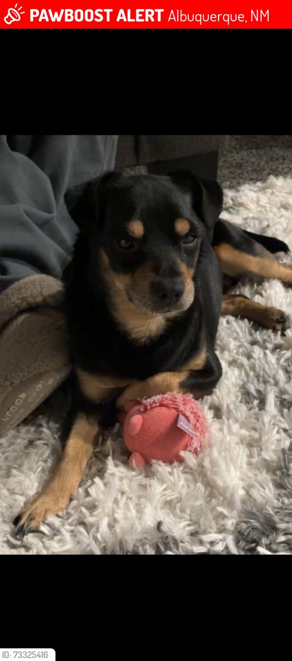 Lost Male Dog last seen Ladera, Lakewood, Albuquerque, NM 87120