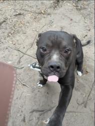 Lost Male Dog last seen Near Linden Dr Spring Hill, FL 34609 United States, Spring Hill, FL 34609