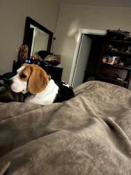 Reunited Female Dog last seen 10th Ave and 219th St, Ridgefield, WA 98642
