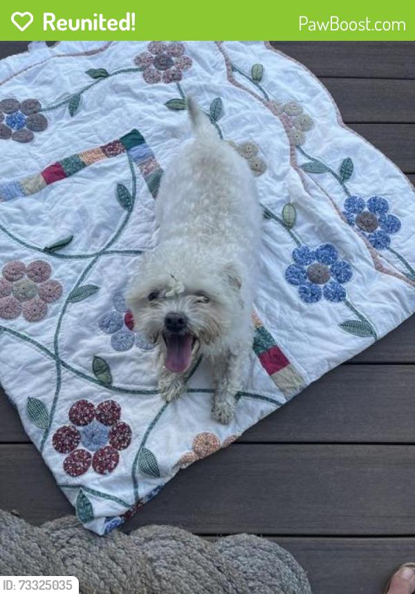 Reunited Unknown Dog last seen Brookview ests Drive, Nashville, TN 37013