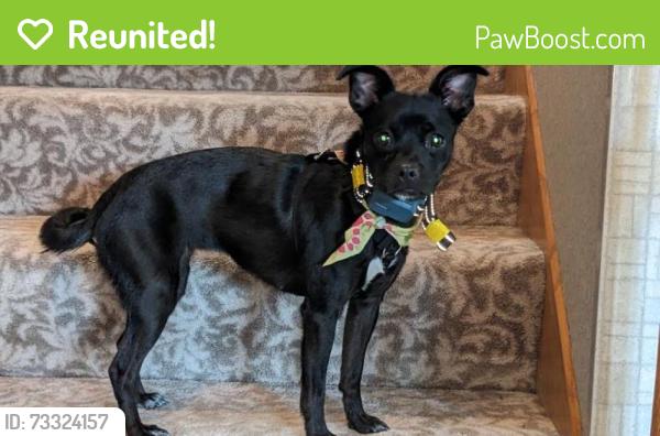 Reunited Female Dog last seen Pine Bluff Trail Head, MN, Inver Grove Heights, MN 55076