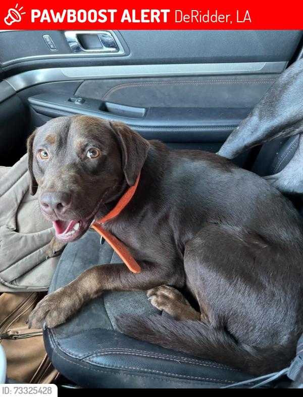 Lost Male Dog last seen Deer leases, DeRidder, LA 70634