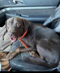 Lost Male Dog last seen Deer leases, DeRidder, LA 70634