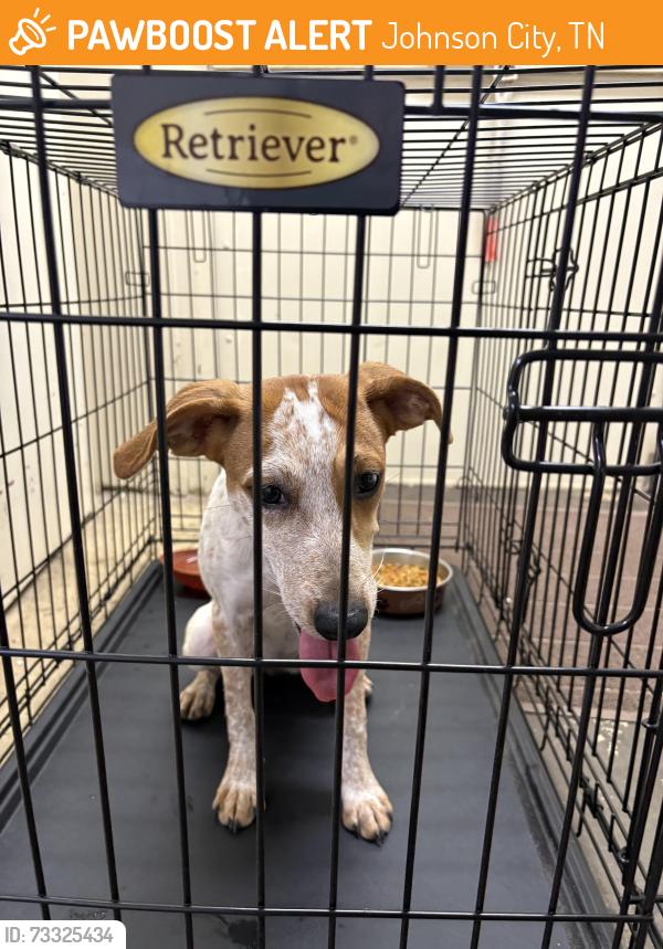 Found/Stray Unknown Dog last seen At townview senior living, Johnson City, TN 37604