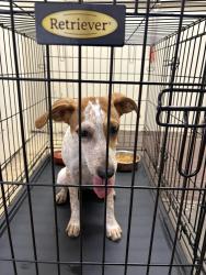 Found/Stray Unknown Dog last seen At townview senior living, Johnson City, TN 37604