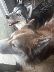 Reunited Female Dog last seen 1560/Culebra, San Antonio, TX 78254