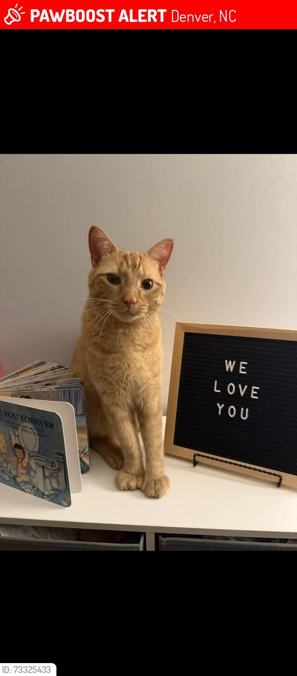 Lost Male Cat last seen Lake shore rd s, Denver, NC 28037