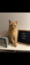 Lost Male Cat last seen Lake shore rd s, Denver, NC 28037