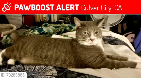 Lost Male Cat last seen Culver drive and Mesmer, Culver City, CA 90230