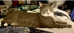 Lost Male Cat last seen Culver drive and Mesmer, Culver City, CA 90230
