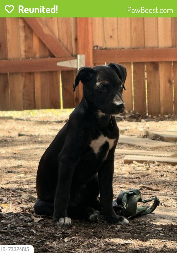Reunited Female Dog last seen Blackfoot way Antelope, Antelope, CA 95843