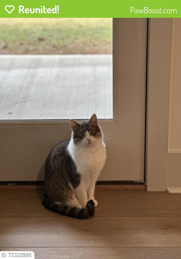Reunited Male Cat last seen Old Suwanee road, Sugar Hill, GA 30518