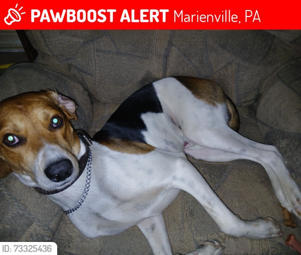 Lost Male Dog last seen Route 899, Marienville, PA 16239