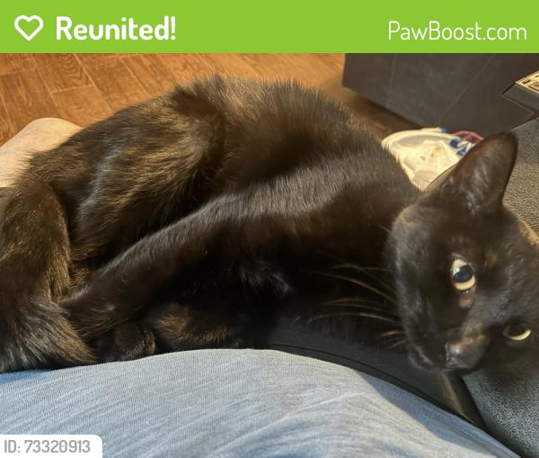 Reunited Female Cat last seen Snow Heights NE and Moon NE, Albuquerque, NM 87112