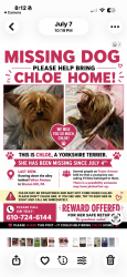 Lost Female Dog last seen Chester pike, Sharon Hill, PA 19079