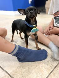 Found/Stray Male Dog last seen Yukis Alton gloor, Brownsville, TX 78526
