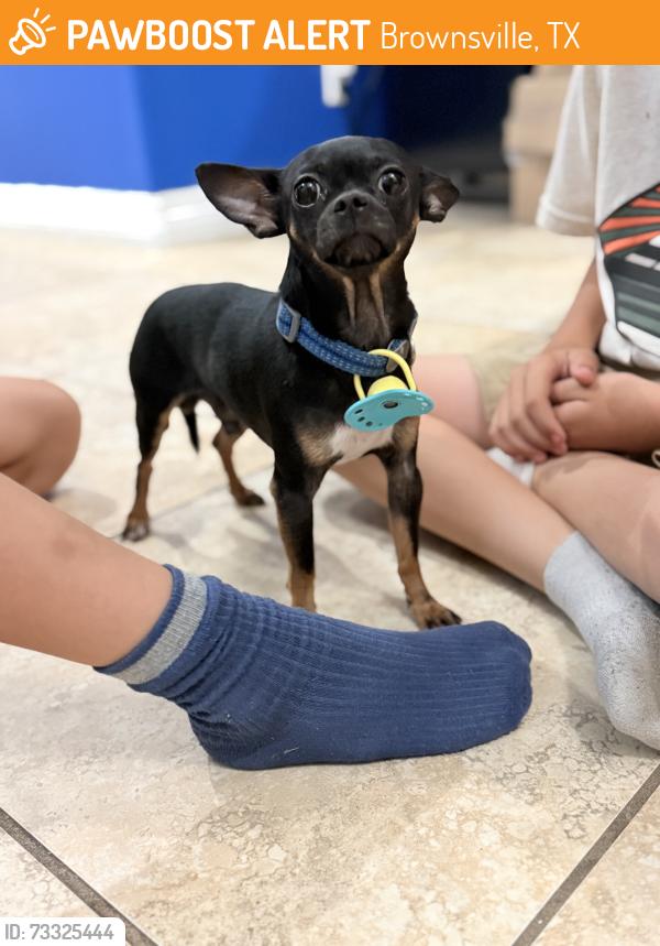 Found/Stray Male Dog last seen Yukis Alton gloor, Brownsville, TX 78526