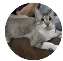 Reunited Male Cat last seen Pecan and Marilyn, Schertz, TX 78154