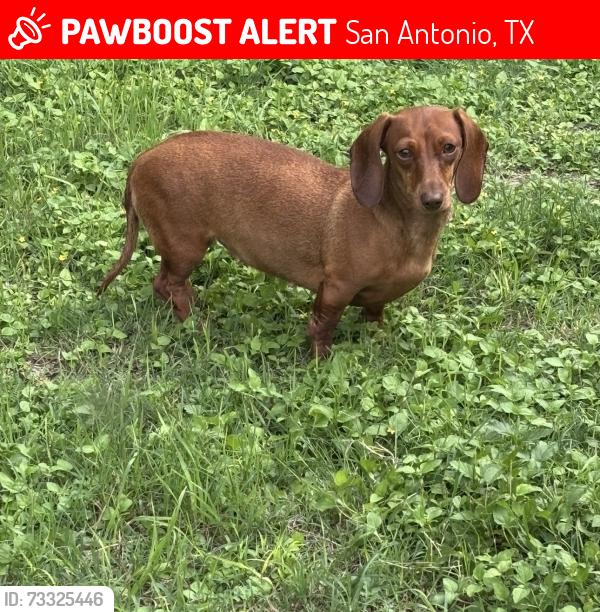 Lost Female Dog last seen Near Calle Aleman, San Antonio, TX 78252