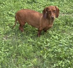 Lost Female Dog last seen Near Calle Aleman, San Antonio, TX 78252