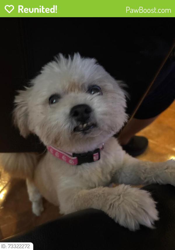 Reunited Female Dog last seen Near Appleblossom Time Ave, North Las Vegas, NV 89031, USA, North Las Vegas, NV 89031