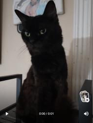 Reunited Male Cat last seen RedHawk Dr, New Port Richey, FL 34655