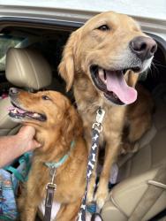 Reunited Male Dog last seen Little Raven elementary, Littleton, CO 80120