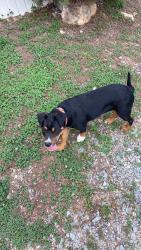 Reunited Male Dog last seen Near Ridge Rd, Seagrove, NC 27341, EE. UU., Seagrove, NC 27341
