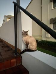 Reunited Male Cat last seen Sand st, Tugun, QLD 4224
