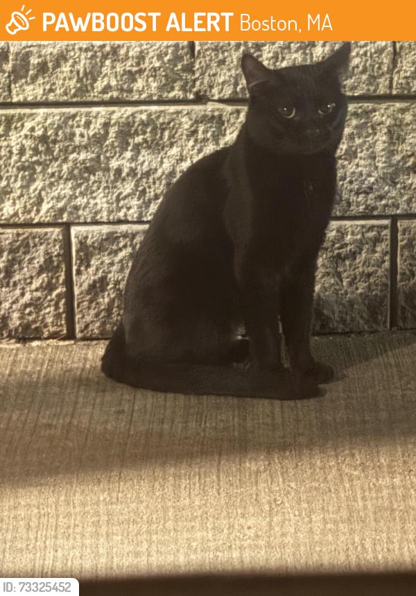 Found/Stray Unknown Cat last seen New heath and Parker St, Boston, MA 02120
