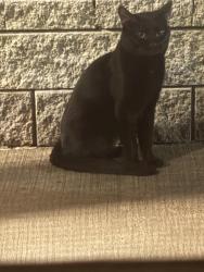 Found/Stray Unknown Cat last seen New heath and Parker St, Boston, MA 02120