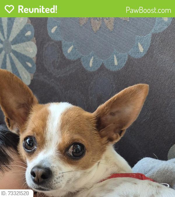 Reunited Female Dog last seen Pottersville Rd and Hacklebarney, Pingry School Campus, Bedminster, NJ 07979